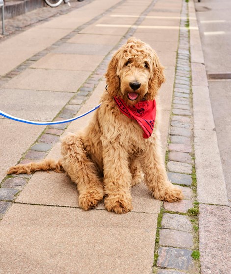 HAY Dog Scarf (55x55) Hundeaccessoires Rot